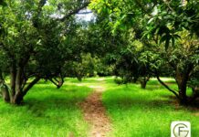 Getfarms: Trailblazing Agriculture Transformation and Unveiling Exciting Greener Tomorrow