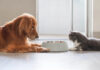 Discover How an Animal Nutritionist Can Elevate Your Pet Parenting Journey  Discover How an Animal Nutritionist Can Elevate Your Pet Parenting Journey