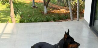 What 11,000+ Pet Parents Have Taught CanineJoy Gears About Building Better Products